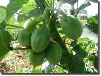 firstfruits