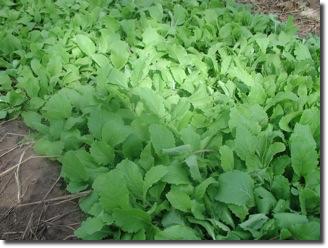 IntercropChineseCabbage