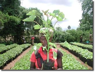 JatophaSeedling