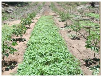 Intercrop1