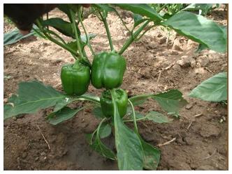 IntercropsBellPeppers