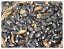 Jatrophaseeds
