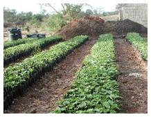 SeedlingsAbt4wks6
